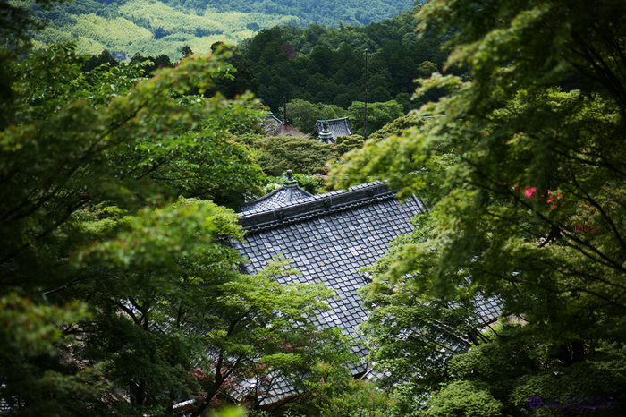 パナソニック Panasonic LUMIX S 50mm F1.8 S-S50 @ review ／ 京都 善